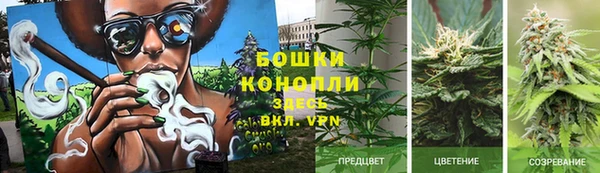 ГАЛЛЮЦИНОГЕННЫЕ ГРИБЫ Вяземский